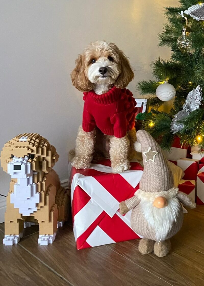 Cockapoo - Image 5