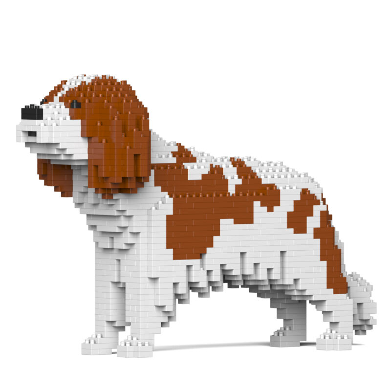 Cavalier King Charles Španiel (Blenheim) - Image 2